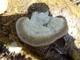 Trametes pubescens image