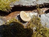 Trametes pubescens image