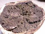 Scleroderma bovista image