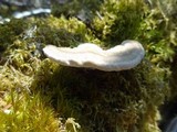 Trametes pubescens image