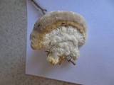 Trametes pubescens image
