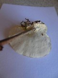 Trametes pubescens image