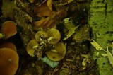 Psathyrella piluliformis image