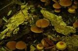 Psathyrella piluliformis image
