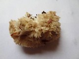 Postia ptychogaster image
