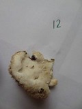 Postia ptychogaster image