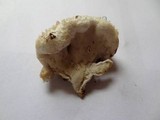 Postia ptychogaster image