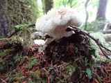 Postia ptychogaster image
