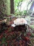 Postia ptychogaster image