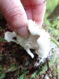Postia ptychogaster image