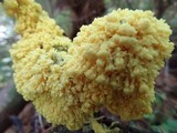 Fuligo septica image