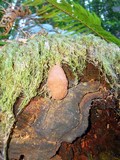 Fuligo septica image