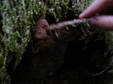 Fuligo septica image