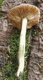 Entoloma rhodopolium image
