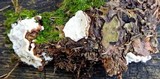 Heterobasidion annosum image