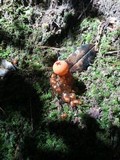 Calostoma cinnabarinum image