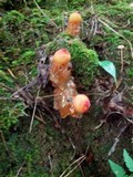 Calostoma cinnabarinum image