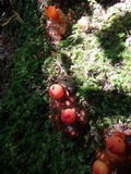 Calostoma cinnabarinum image