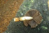 Agaricus albolutescens image