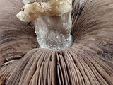 Agaricus deardorffensis image
