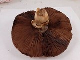 Agaricus deardorffensis image