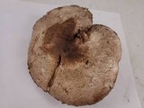 Agaricus deardorffensis image