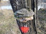 Phellinus igniarius image