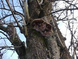 Phellinus igniarius image