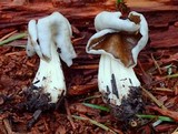 Helvella maculata image