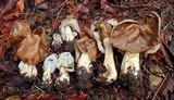 Helvella maculata image