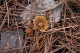 Xeromphalina cauticinalis image