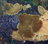 Trichaptum fuscoviolaceum image