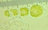 Trichaptum fuscoviolaceum image