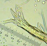 Trichaptum fuscoviolaceum image
