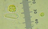 Trichaptum fuscoviolaceum image