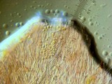 Trichaptum fuscoviolaceum image