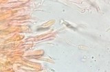 Dacrymyces capitatus image