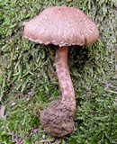 Inocybe bongardii image
