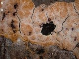 Fuligo septica image