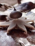 Geastrum lloydianum image