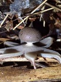 Geastrum lloydianum image