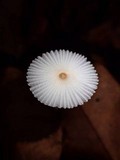 Leucocoprinus fragilissimus image