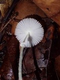 Leucocoprinus fragilissimus image