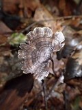 Perenniporia stipitata image