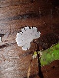 Perenniporia stipitata image