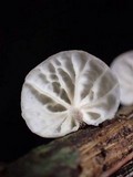 Marasmius griseoroseus image