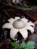 Geastrum lageniforme image