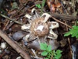 Geastrum lageniforme image