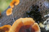 Phaeotremella frondosa image
