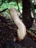 Xylaria telfairii image